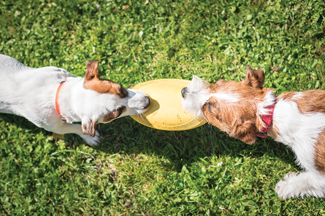 Dogs playfully tugging frisbee